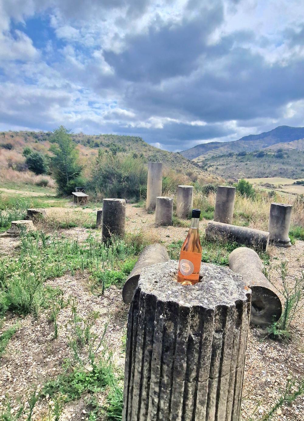viñedo con las hojas amarillas